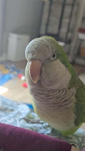 No NO No NAUGHTY QUAKER PARROT 🤣 #quakerparrot #birds #nonstoptalkingparrot #parrot #talkingparot