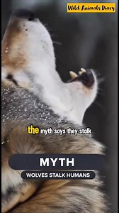 5.5K views · 61 reactions | Does Wolves Attack Humans? Myth busted. #reelsviralシ #reelsviralシfb #fypシ #wildanimalsdiary #fyp #wildlifephotography #reels #wildanimals #wildlife #wildstories | Wild Animals Diary | Facebook