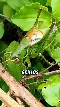 "Los Grillos." ¿Son buenos o malos.?