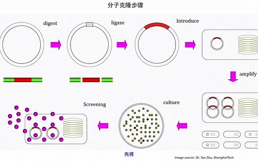 详细的分子克隆实验操作过程