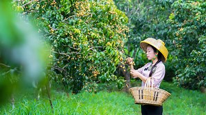 208K views · 6.6K reactions | Here you can see the real Chinese pastoral scenery and food culture, thank you for subscribing to my channel, thank you! #Chinesefood #chinesegirl #野小妹 #贵州 #Fruit #Countryside #food #Landscape | 野小妹 Wild girl | Facebook