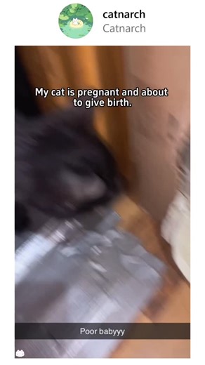 Catnarch on Instagram: "Follow for more funny videos DM for credit or removal request (no copyright intended) • All rights and credits reserved to the respective owner (S) . . . #catvideo #cats #cat #of #catsofinstagram catlife catstagram catlover instagram catlovers catvideos catoftheday meow kitten cutecat instacat world kitty catloversclub catphoto catlove catmemes kittens funnycat funnycats cute cutecats kittycat catmeme catphotography"