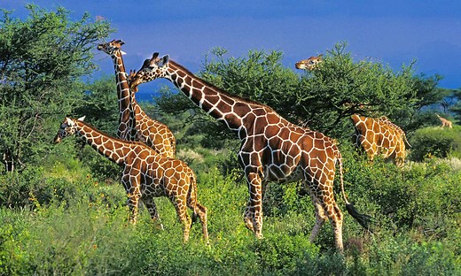 What Is a Group of Giraffes Called?