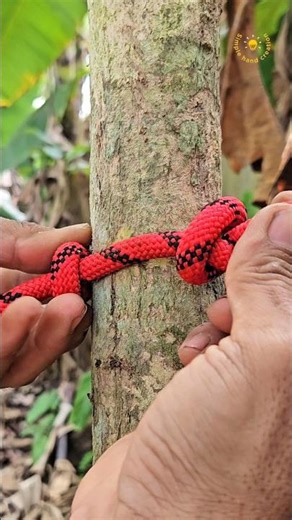 It's Quick Tips Tying a Rope on the Tree #knot #rope #tips