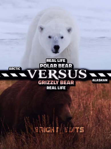 Polar Bear vs Grizzly Bear: A Wild Encounter