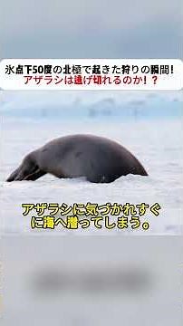 A hunting moment that took place in the Arctic at -50 degrees Celsius! Will the seal escape?! #Ar...