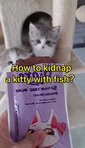 Adorable Kittens Enjoying Fish-Shaped Treats