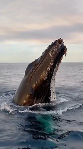 37K views · 3K reactions | We all love a humpback breach, but there is something extremely magical about a humpback spyhopping potentially trying to get a better look at us equally curious humans! Beautiful capture by @dolphindronedom (Domenic Biagini -instagram.com/dolphindronedom) aboard Gone Whale Watching San Diego | Ocean Conservation Research - OCR | Facebook