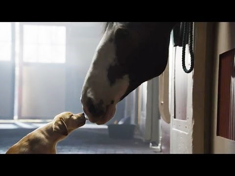 Secrets of the Super Bowl Budweiser Puppy Commercial