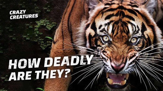 How specific tigers carried out the deadliest attacks on record