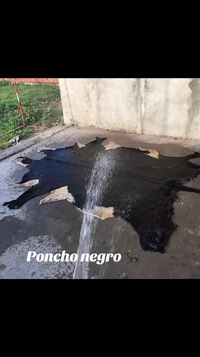 Proceso de curado del cuero de vaca