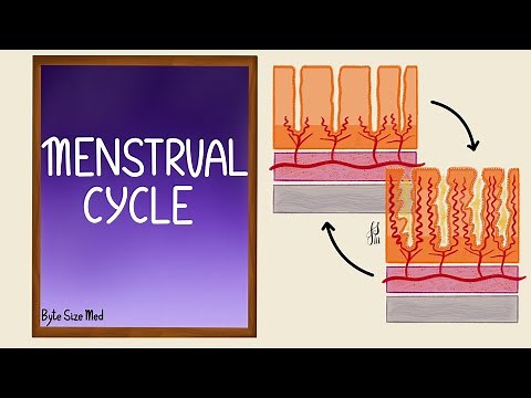 Uterine Cycle | Menstrual Cycle | Part 2 | Endometrial Cycle | Reproductive Physiology