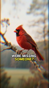 15K views · 1.5K reactions | Cardinal: When Heaven Speaks | Messenger From Heaven Many believe a red cardinal is more than a bird — it’s a messenger from heaven, bringing love and comfort from those we miss. #CardinalBird #MessengerFromHeaven #CardinalMeaning #SpiritualSigns #CardinalLove #SignsFromHeaven | Cardinal lovar community | Facebook