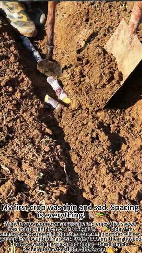 Sugarcane Planting Tips: Sweet Success! 🥤🌱