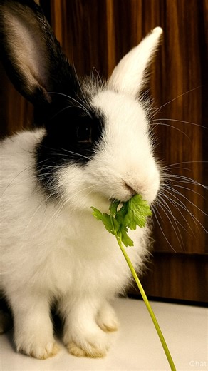 Cute Rabbit Eating Coriander Leaves 🐰 | Adorable Bunny Eating ASMR | #ZooMates