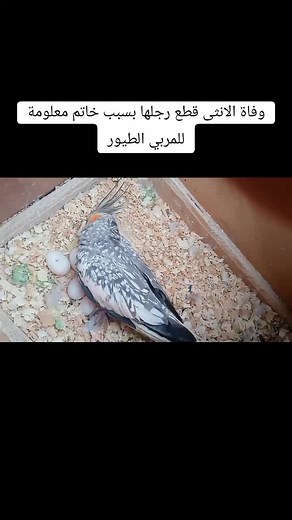 Cockatiel Nesting Behavior: Caring for Eggs