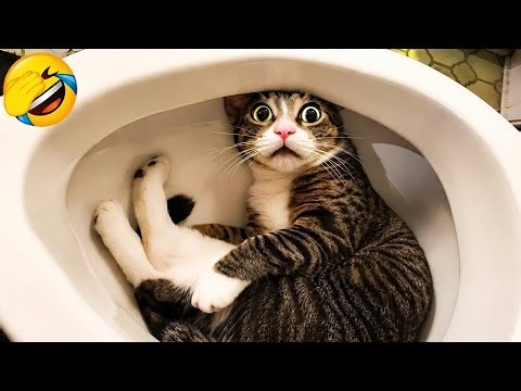 You Laugh, You Lose 😅 | Funniest Cat Moments Ever 😂🐈