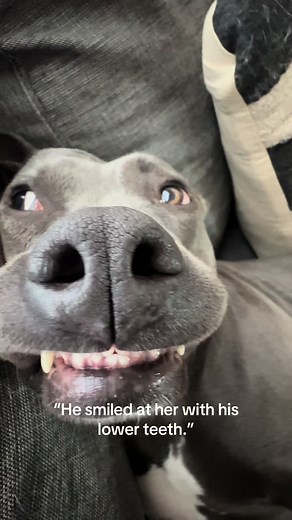 that smile gets me every time #dogsoftiktok #fyp #trending #funny #bullybreeds