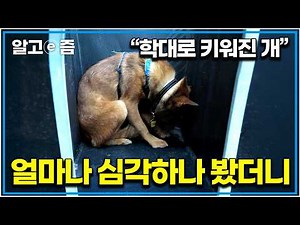 "얼마나 힘든 세상 속에 살아왔는지..." 구조된 지 2년이 지나도 마음의 문을 닫고 숨어버리는 개, 사연을 들어보니...ㅠㅠ │세상에 나쁜 개는 없다│알고e즘