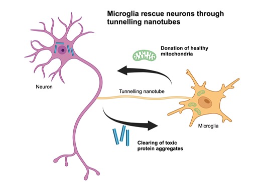 Building bridges between cells for brain health: Research finds microglia rescue neurons through tunneling nanotubes