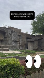 We will soon welcome back a species that hasn't been seen at the Detroit Zoo in over 20 years! Keep your eyes peeled 👀 for hints as to who will be joining us soon as we spruce up their new home. | Detroit Zoo