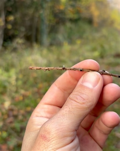 Allthingsfungi on Reels