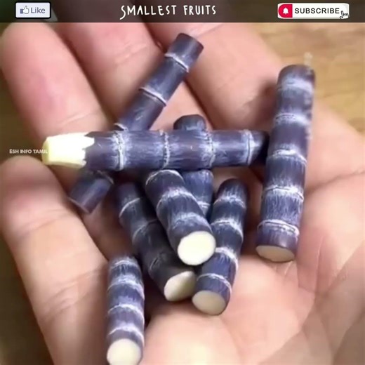 இவ்வளவு குட்டி கரும்பு பாத்து இருக்கீங்களா | Smallest fruits in the world tamil#facts#shorts