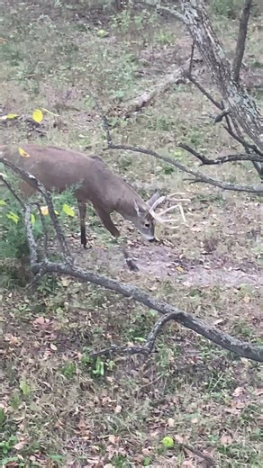 Beautiful Kansas Buck Walks Right By My Tree Stand - Let Him Grow!