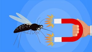 303K views · 462 reactions | This is why you're a mosquito magnet. | Insider Science | Facebook