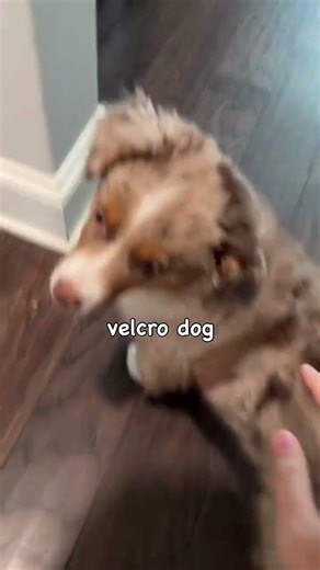 Things only a mini Aussie owner would understand #puppy #miniaussiepuppy #puppyhood
