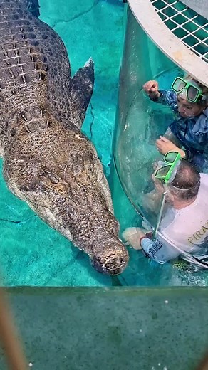 5.5 Meter Australian Saltwater Crocodile - Facts and Behaviors