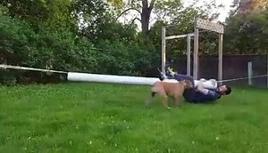 Messing around with some obstacle ideas in my back yard. Johnny made sure to add his two cents. #k9ninja #adoptadog | Roo Yori - K9 Ninja