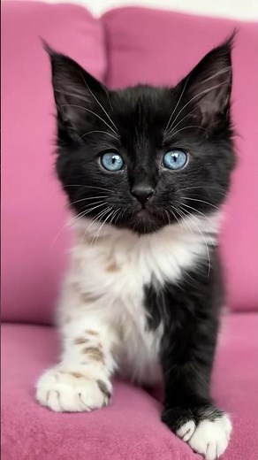 “Cutest Cat Ever! Rolling, Playing & Yawning Like a Baby 😻”