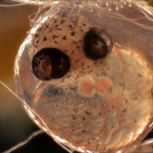 Here's a flying fish before it is able to spread its fins and fly away.🐟 Sargassum Flying Fish (Cypselurus) eggs are adhered to seaweed, stuck together in clusters by a gelatinous mucus. #MicroscopicMonday 🧫 🔬 | Science Channel