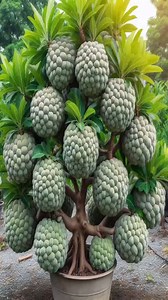 25K views · 137 reactions | The BEST Sugar Apple Tree Growing Skills for a HUGE Harvest! #shorts #satisfying #farming | Garden Tree | Facebook