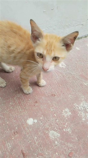 anak meong oyen