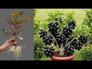 How To Propagate Java Plum Trees Cutting Faster With Carrot, how to grow Java plum trees