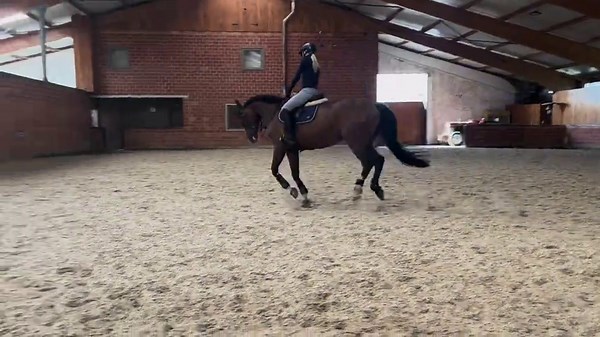 Discover the Joy of Equestrian Sports