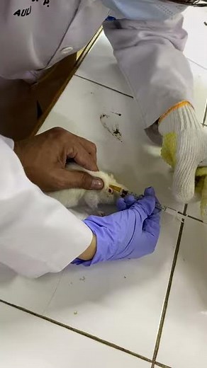 Drug administration: Subcutaneous injection on rat