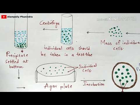 Cell suspension culture | Technique involved | Notes | Procedure | Bioreactor | Bio science