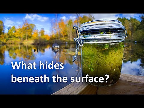 The Microscopic Life In Ponds and Lakes!