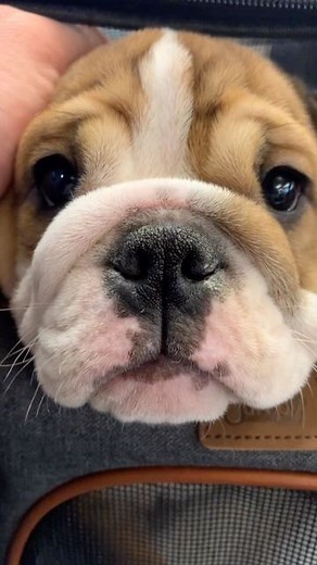 Buffy + Belle | Surp. Pippy. | Instagram