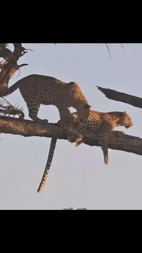 Africa Safari on Instagram: "When one misstep almost turned into a freefall, but this leopard’s got reflexes like lightning! 🐾✨ Watch as it slips, grabs on, and claws its way back up like the true jungle acrobat it is. Nature’s balance is wild and so is this comeback. #LeopardLife #WildAndFree #NatureIsLit #BigCatEnergy #JungleAcrobat #CloseCall #WildlifeWonders #InstaNature #AnimalKingdom #SurvivalMode #FelineGrace #EpicRecovery #NatureVibes #WildlifePhotography #GoViralNature#travelafrica#nat