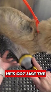 Meet the Adorable Rusty 🐶