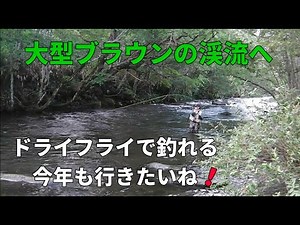 大物ブラウンは釣れるか？・勝負ができる渓流へ行く！/ フライフィッシング 北海道 復刻版 / Fly Fishing - Japan