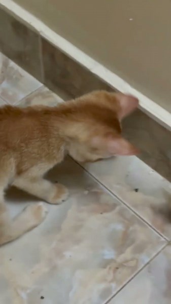 Frog and kitten #cutespets