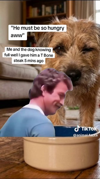 Meme. Dog. Dog Meme. #meme #dog #fyp | dog meme