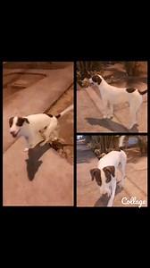 Caso externo Hola amigos soy DUQUE  Una hermoso y cariñoso perrito...