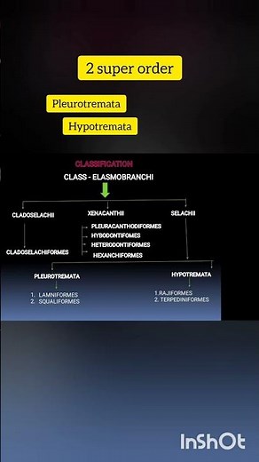 Classification of Elasmobranch || Chondrichthyes fish#elasmobranch #biology
