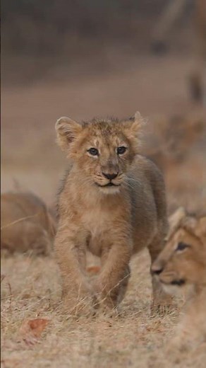 🇮🇳🐾 Wildlife India – All Animals Moments from the Heart of the Wild 🌿✨